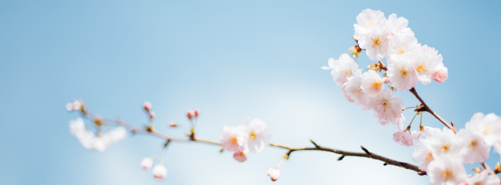 碧菡